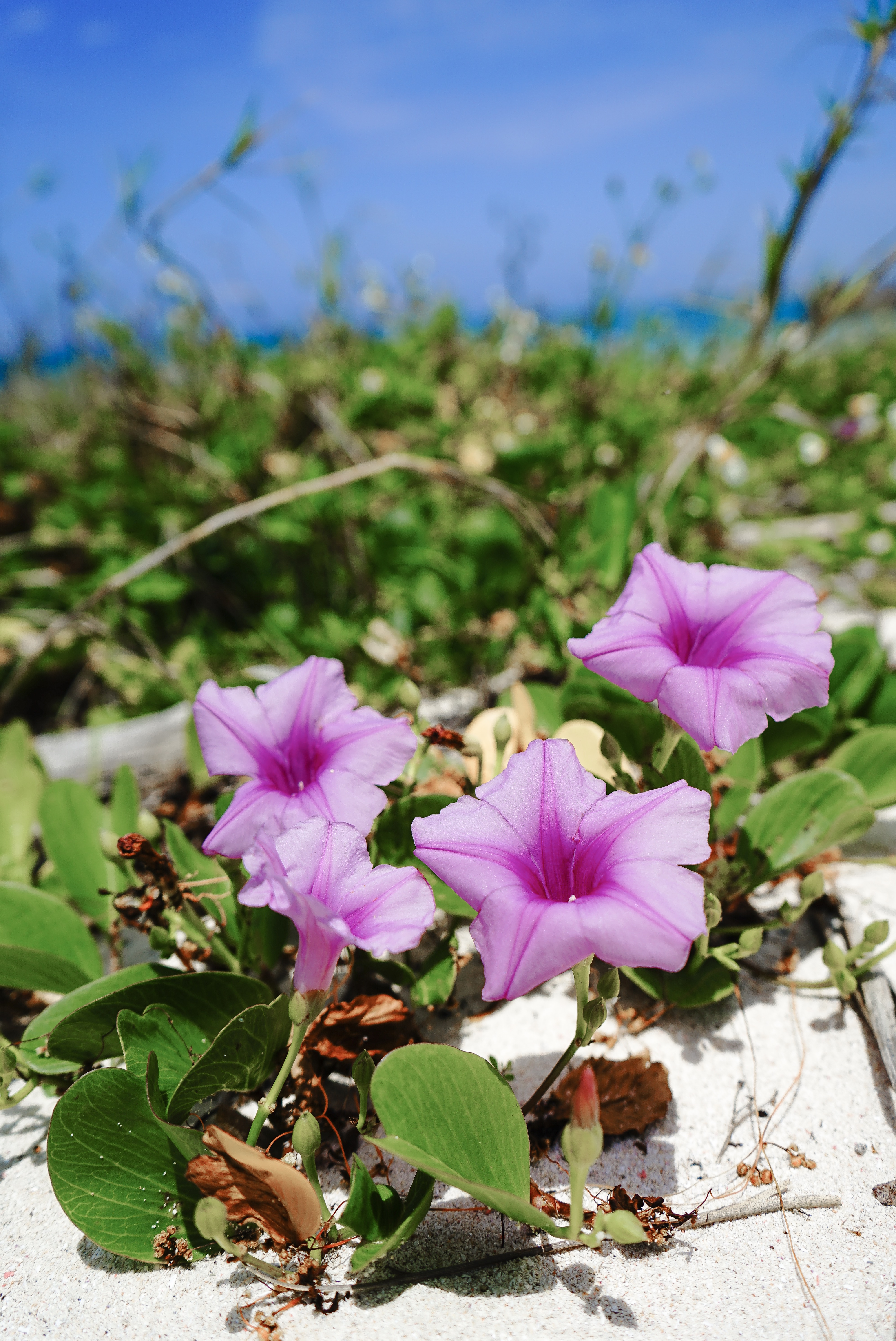 ビーチに咲く花 Okinawa41