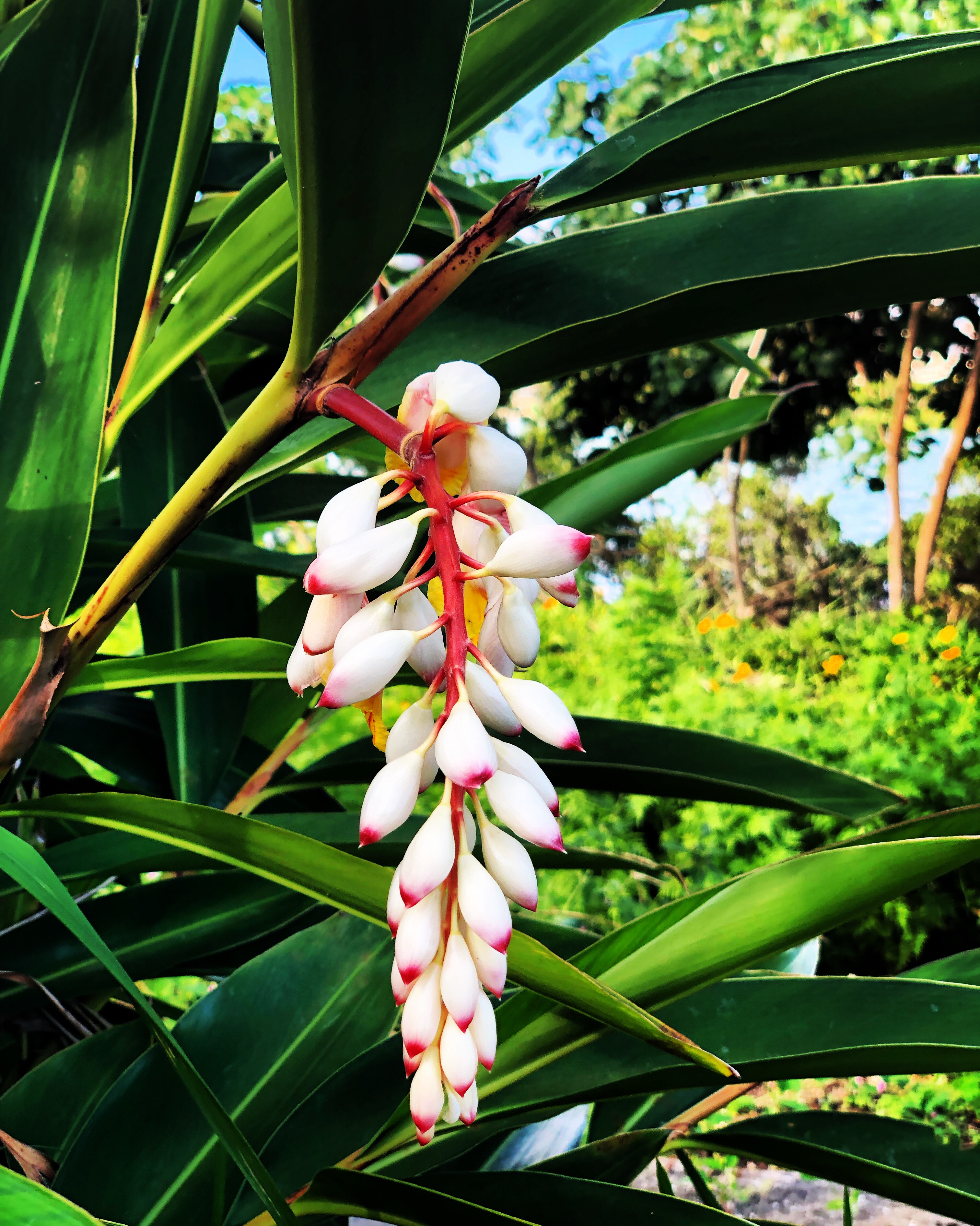 月桃の花 Okinawa41