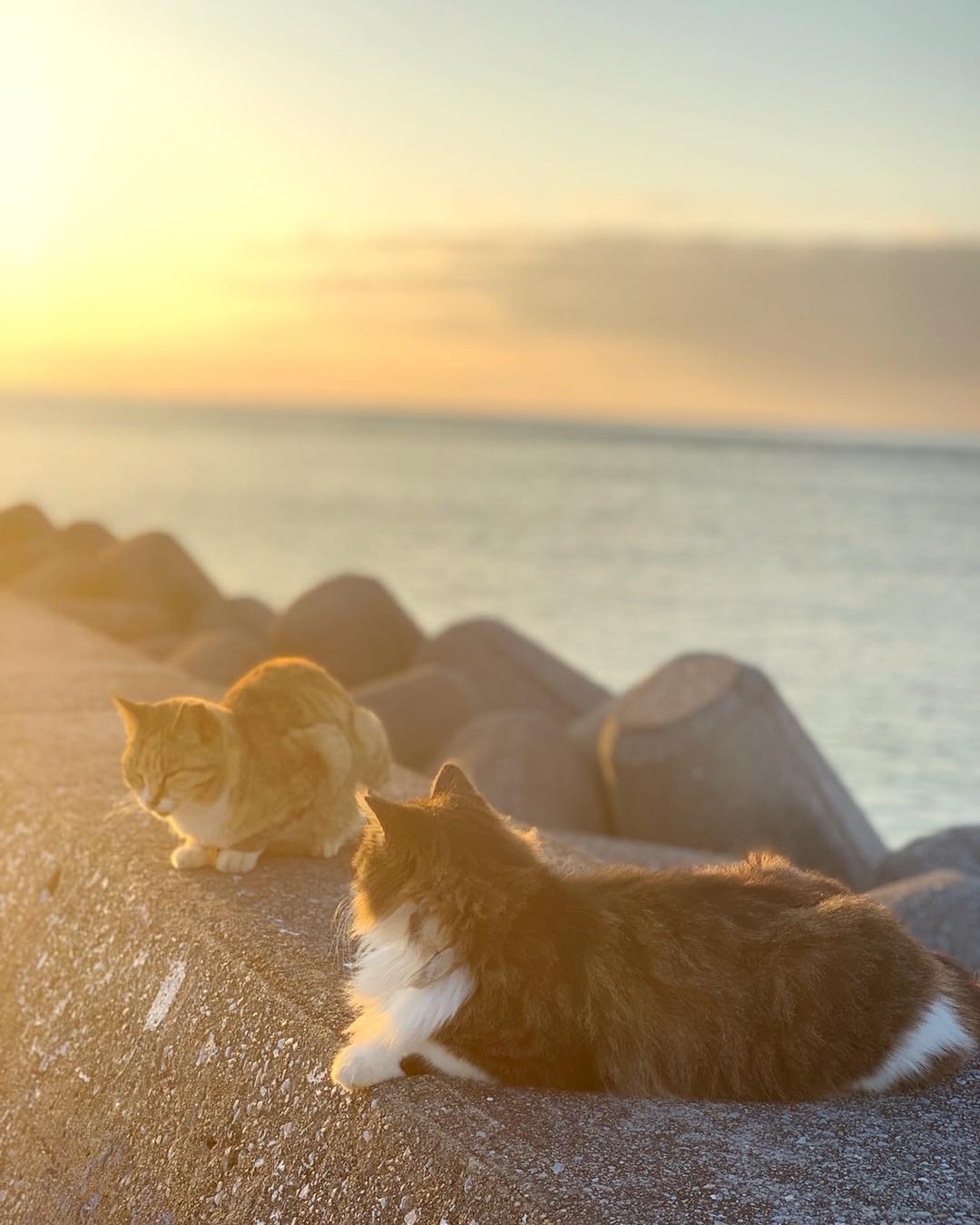 夕日と猫 - OKINAWA41