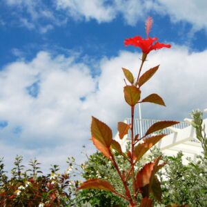 沖縄植物図鑑 Okinawa41